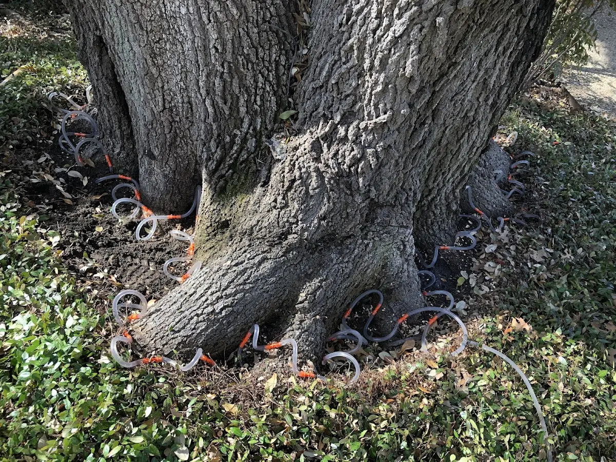 Detailed Tree Cabling and Bracing job site in Prairie Creek