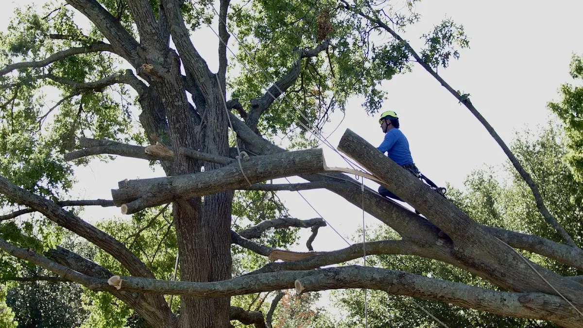 Professional Hazardous Tree Removal performed by certified arborists in Prairie Creek