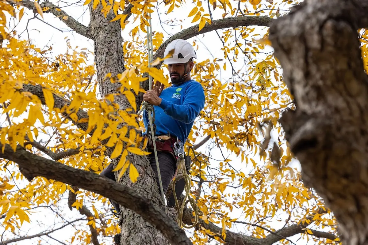 Skilled Tree Pruning crew working in Prairie Creek