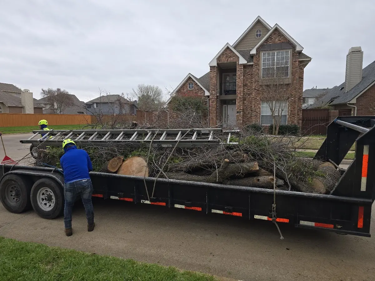 Expert Tree Removal with proper safety equipment in Prairie Creek